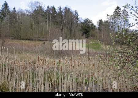 Bosco laghetto con giunchi in Herefordshire Foto Stock