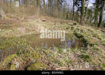 Laghetto del bosco in primavera in Herefordshire Foto Stock