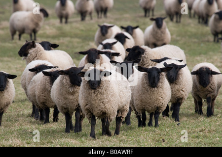 Pecore sui pascoli di North Norfolk Foto Stock