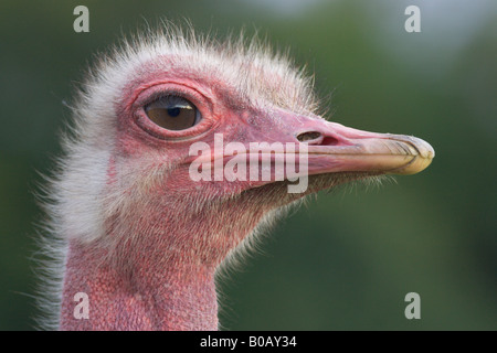 Struzzo Struthio camelus maschio fino in prossimità della testa di profilo Foto Stock