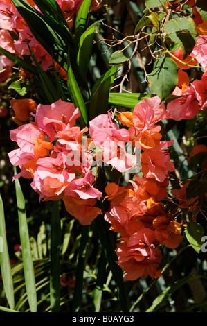 Rosa e pesca nyctaginaceae bougainvillea fiore fiori da vicino Madera Portogallo Europa dell'UE Foto Stock