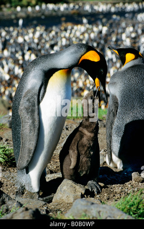 Re Koenigspinguin Penguin Aptenodytes patagonicus pulcino di alimentazione in colonia animale adulto Antartide Antarktis acquatici com Aves Foto Stock