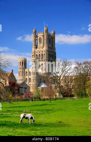 Cattedrale di Ely elevazione a sud della città di Ely Cambridgeshire England Regno Unito Gran Bretagna diocesi di Ely Foto Stock