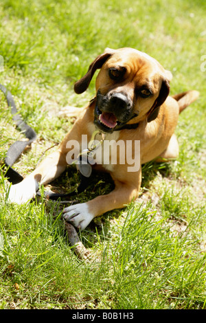 La posa del cane di erba Foto Stock