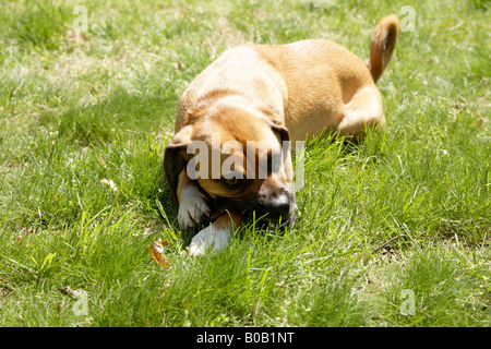 Cane masticare stick al di fuori Foto Stock