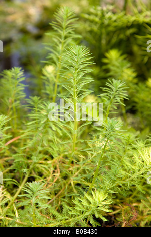 Parrot feather (Myriophyllum aquaticum) Foto Stock