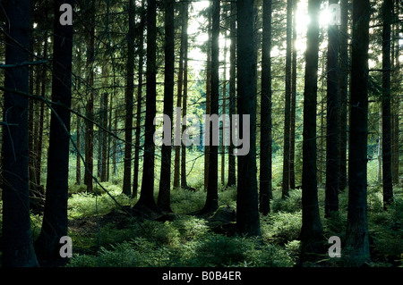 La luce del sole scorgendo attraverso alti pini su un fresco verde sottobosco Smaland in Svezia Foto Stock