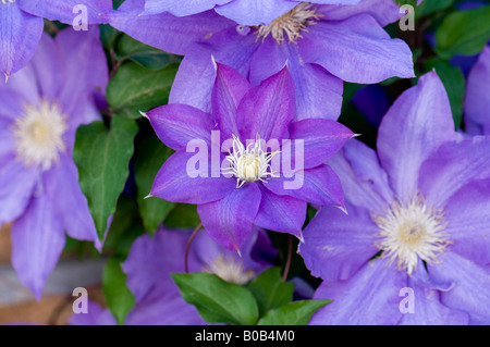 Un viola la clematide vigna in piena fioritura si arrampica su un traliccio in un giardino fiorito. Oklahoma, Stati Uniti d'America. Foto Stock