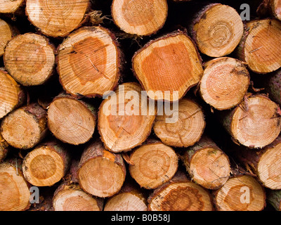 Vista ravvicinata di appena Segati Pino che mostra i registri di anelli annuali Foto Stock