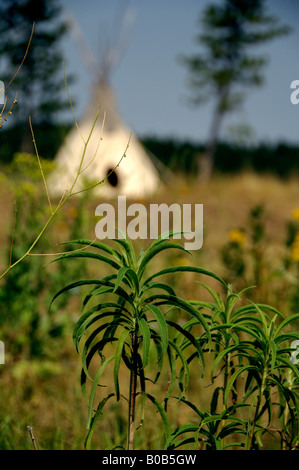 Nord America, USA, Sud Dakota, Deadwood. TaTanka Storia di Bison. Lakota teepee indiano. Foto Stock