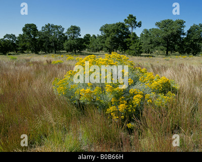 A view of pinon trees and a Chamisa plant also called rabbitbush Chrysothamnus nauseosus in bloom in the autumn Foto Stock