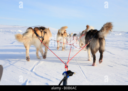 I cani della Groenlandia tirando la slitta, vicino Kap Tobin, est della Groenlandia Foto Stock