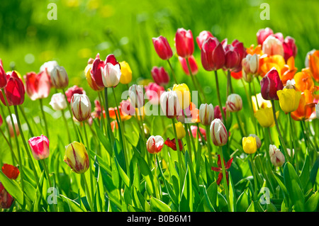 Campo di tulipani fiore fiori da giardino primavera primavera piante vegetali verde giallo blu rosso Foto Stock