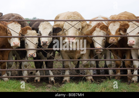 Bull e vacche a fattoria Hazleton Gloucestershire Cotswolds England Regno Unito Foto Stock