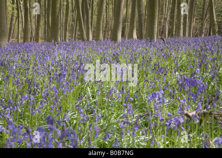 Bluebell boschi a Micheldever forest Hampshire Foto Stock