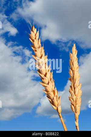 Il grano contro il cielo nuvoloso Foto Stock