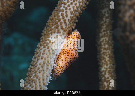 Flamingo linguetta sulla Coral Foto Stock