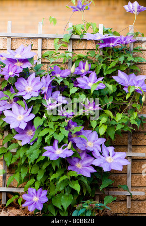 Un viola Clematis vine si arrampica su un traliccio in un giardino fiorito. Oklahoma, Stati Uniti d'America. Foto Stock