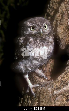 Piccolo gufo neonata al di fuori del foro di nido Foto Stock