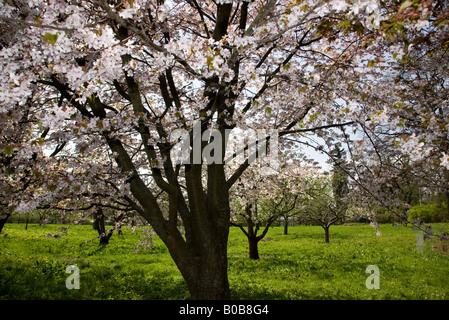 Apple orchard in spring Foto Stock