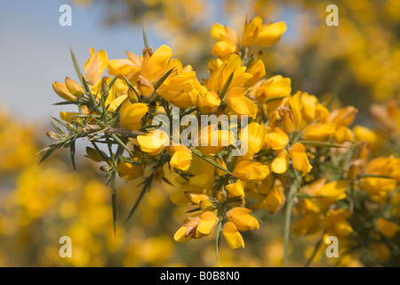 Gorse giallo dei fiori in primavera Foto Stock