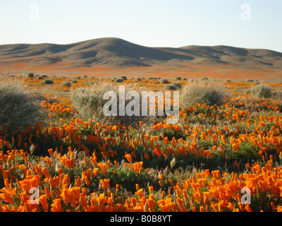 Vista del fondovalle nella Antelope Valley Poppy preservare nel sud della California, durante la primavera. Foto Stock