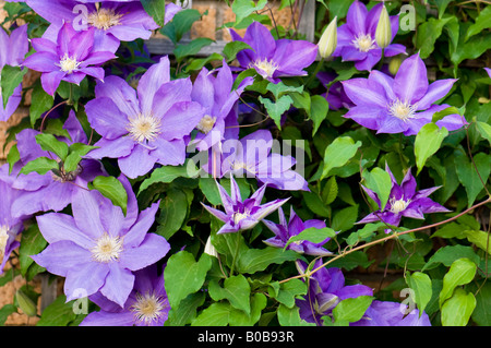 Un viola la clematide vigna in piena fioritura si arrampica su un traliccio in un giardino fiorito. Oklahoma, Stati Uniti d'America. Foto Stock