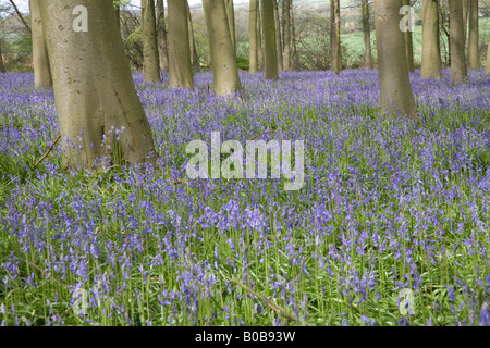 Bluebell boschi a Micheldever forest Hampshire Foto Stock