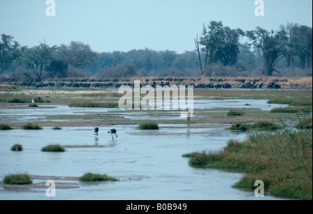 Grande mandria di bufali di sunrise, fiume Mwaleshi in Nord Luangwa National Park, Zambia. Foto Stock