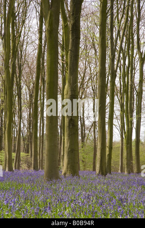 Bluebell boschi a Micheldever forest Hampshire Foto Stock