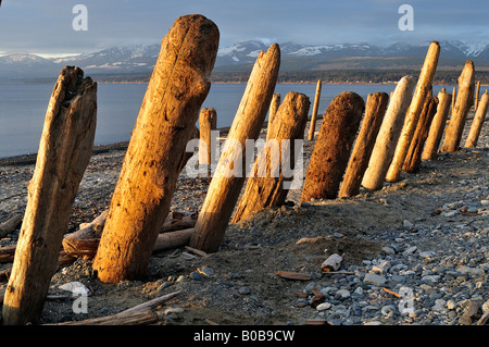 Struttura di frangionde di logs di sunrise Goose Spit Park Comox British Columbia Canada Foto Stock