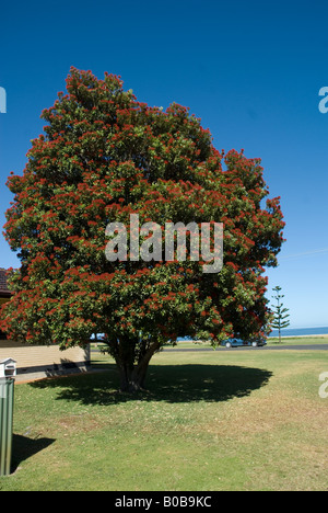 Princess Hwy Kingston South East Australia Foto Stock