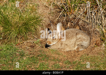 Coniglio selvatico oryctolagus cuniculus crogiolarsi al sole Foto Stock