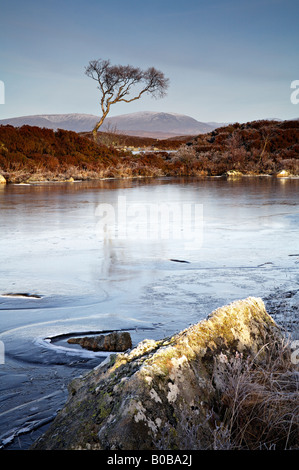 Albero su un congelati Lochan na h'Achlaise su Rannoch Moor, Scozia Foto Stock