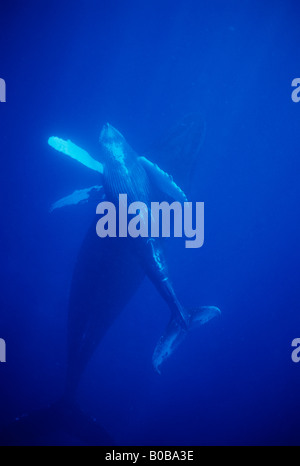 Le Balene con la gobba (Megaptera novaeangliae) Madre e vitello subacqueo, Banca d'argento, Repubblica Dominicana, dei Caraibi. Foto Stock