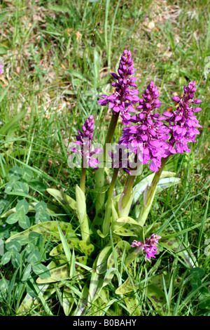 ORCHIS MASCULA primi orchidea viola durante la fine di aprile su un soleggiato DEVON BANK Foto Stock