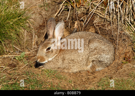 Coniglio selvatico oryctolagus cuniculus crogiolarsi al sole Foto Stock