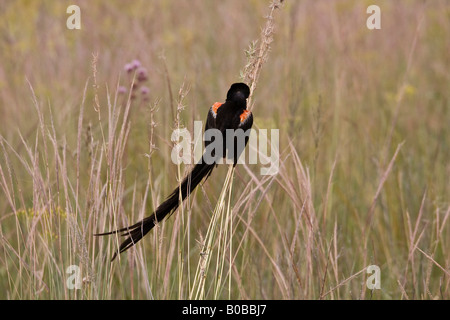 Longtailed widowbird Foto Stock