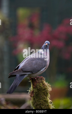 Columba palumbus. Woodpigeon su un muschio coperto post Foto Stock