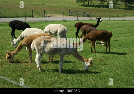 Recentemente troncare alpaca pascolano in una fattoria a Washington Foto Stock