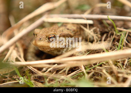 Il rospo comune Bufo bufo ben camouflage sul terreno tra l'erba Foto Stock