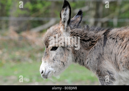 Giorno vecchio asino puledro Foto Stock