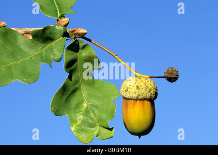 Comune di Quercia farnia (Quercus robur), ramoscello con acorn e foglie Foto Stock