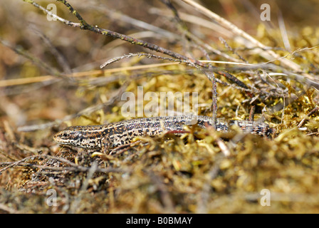 Comune o lucertola vivipara (Lacerta vivipara / Zootoca vivipara) Foto Stock