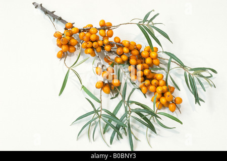 Sallow Thorn, bacche di olivello spinoso (Hippophae rhamnoides nota), ramoscello con foglie e bacche, studio immagine Foto Stock