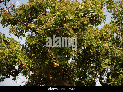 La struttura di anacardi con maturi a forma di pera anacardi apple ciascuno con anacardi seme pronto per la raccolta in un anacardi farm. Foto Stock