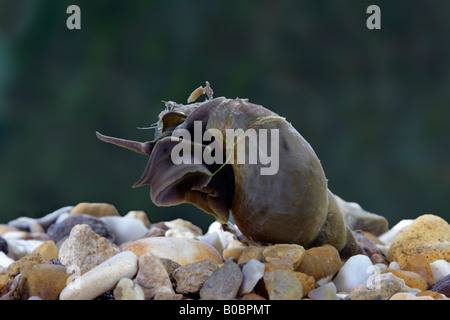 Grande stagno Snail Lymnaea stagnalis Foto Stock