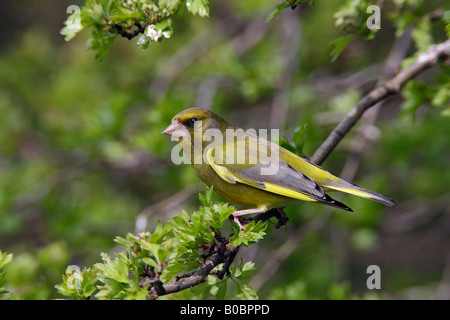 Verdone Carduelis chloris appollaiato in biancospino cercando alert Potton Bedfordshire Foto Stock