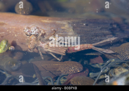 Larva di libellula vicino alla superficie dell'acqua di uno stagno Foto Stock