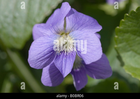 Un primo piano del fiore blu di un comune Blue Violet Viola sororia un nativo di fiori selvaggi noi che i fiori in primavera Foto Stock